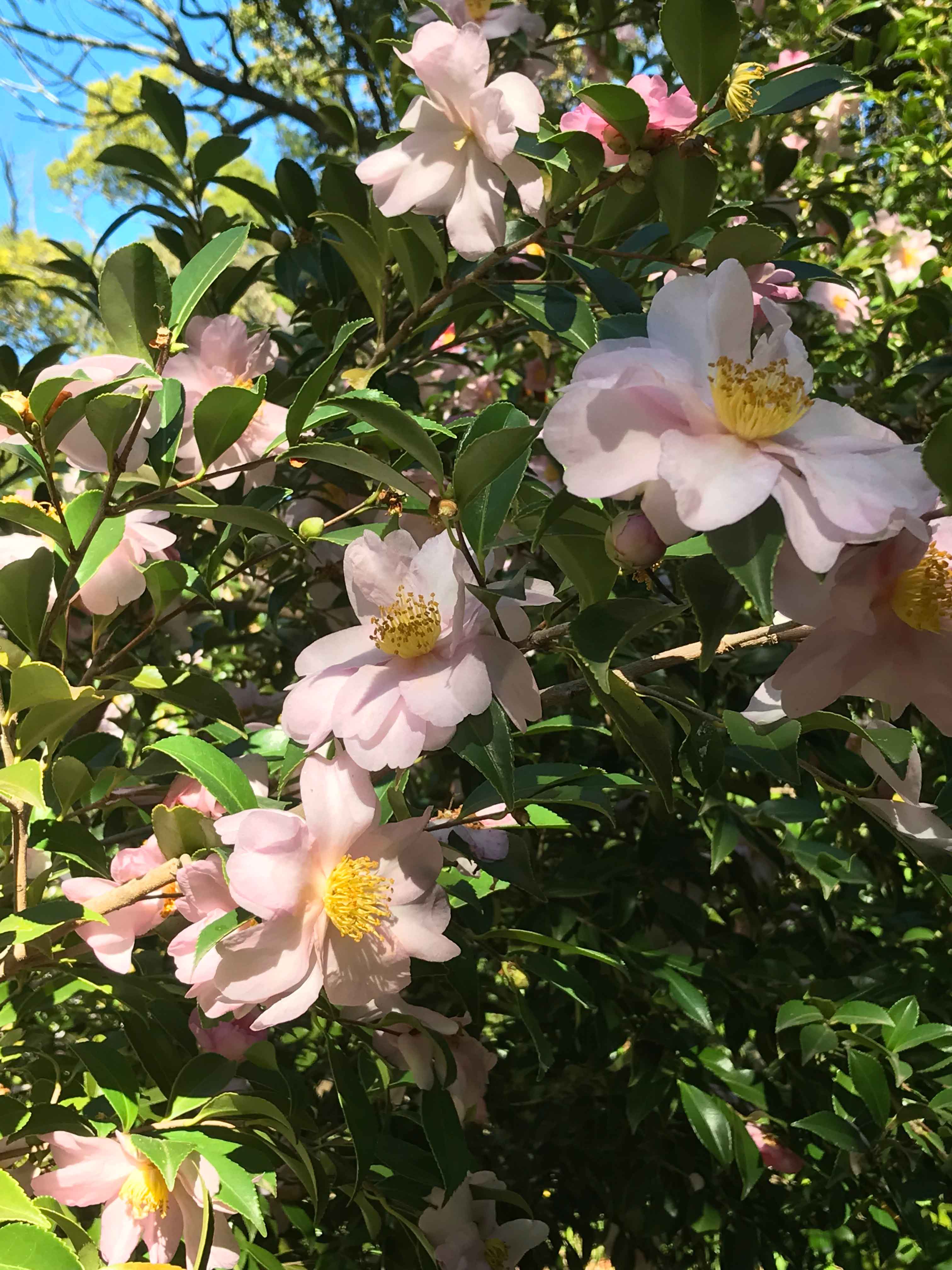 Camelias - Vergelegen Wine Estate